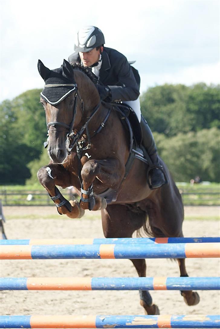 Westfaler Baquito - Ballerup 2009, 130 cm - Foto: LB Photo billede 6