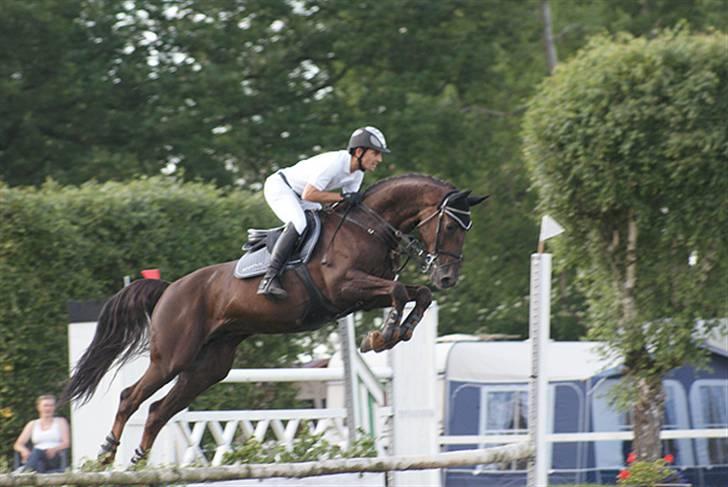 Westfaler Baquito - Sverige 2009, 130 cm - Foto: LB  Photo billede 9