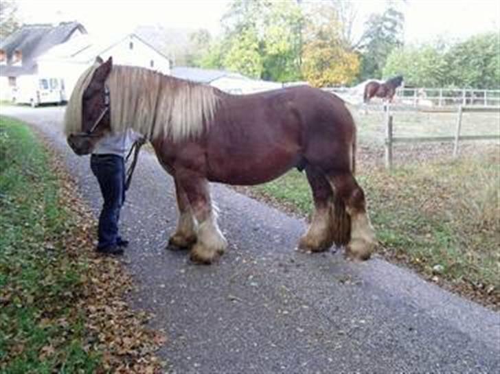 Jyde HECTOR billede 10