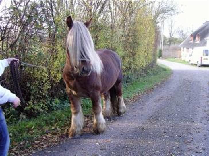 Jyde HECTOR billede 11