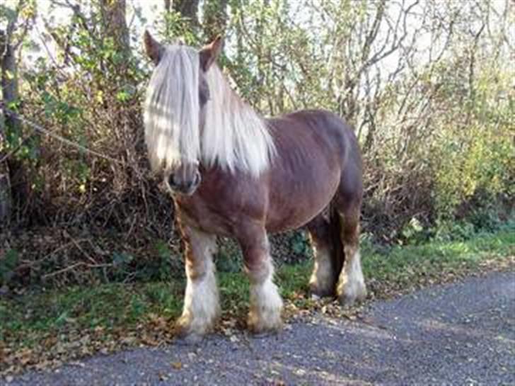 Jyde HECTOR billede 12