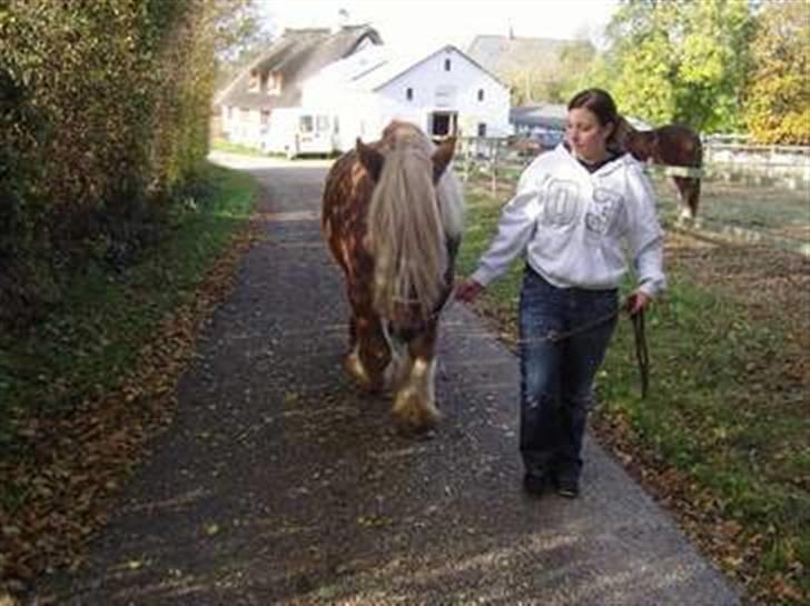 Jyde HECTOR billede 13