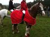Welsh Cob (sec D) Sir Ginger Web