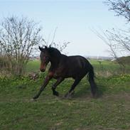 Dansk Varmblod Cornett - Solgt