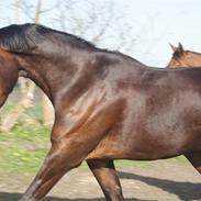 Dansk Varmblod Cornett - Solgt