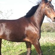 Dansk Varmblod Cornett - Solgt