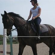 Dansk Varmblod Cornett - Solgt