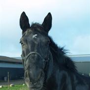 Anden særlig race Kezia