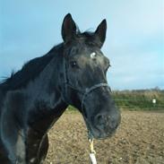 Anden særlig race Kezia