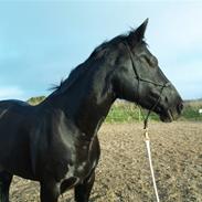 Anden særlig race Kezia