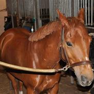 Anden særlig race Bolero (tidligere part)