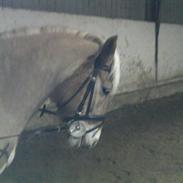 Haflinger Kiwi elghuset