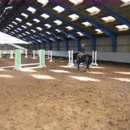 Dansk Varmblod Acento