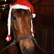 Anden særlig race Diablo