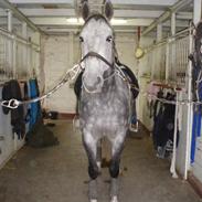 Dansk Varmblod Artimis A´ Fenris