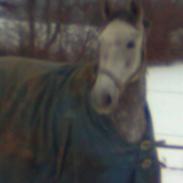 Dansk Varmblod Artimis A´ Fenris