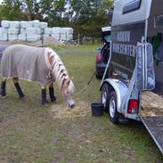 Haflinger Freja R.I.P :'(