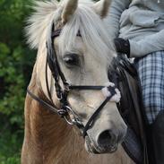 Anden særlig race Isabella R.I.P.