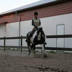 Irish Cob Gipsy King