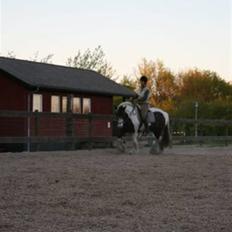 Irish Cob Gipsy King