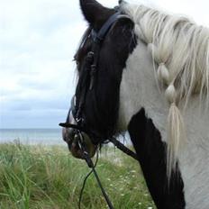 Irish Cob Gipsy King