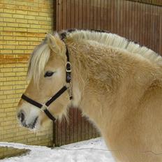 Fjordhest Julie Glarmosen