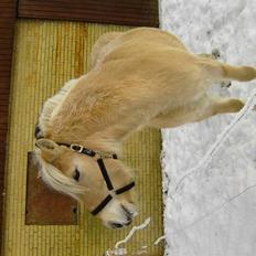 Fjordhest Julie Glarmosen