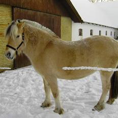 Fjordhest Julie Glarmosen