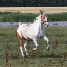Paint Smokes Miss Jaynie