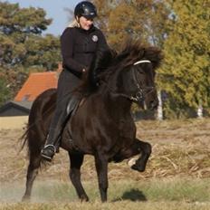 Islænder Josefina frá Vakurstödum 