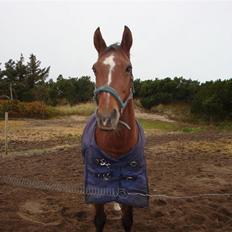 Dansk Varmblod gry