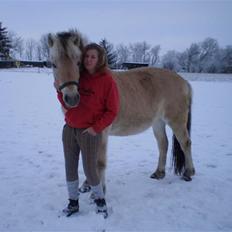 Fjordhest Tulle (Solgt)