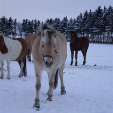 Fjordhest Tulle (Solgt)