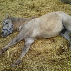 Anden særlig race Pepper