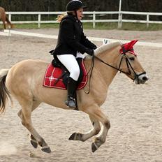 Fjordhest Pepsi pony