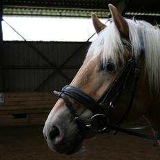 Haflinger Kiwi elghuset