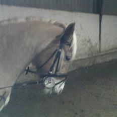 Haflinger Kiwi elghuset