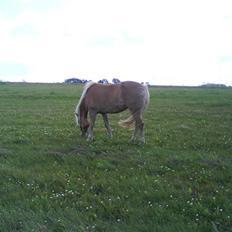 Haflinger Kiwi elghuset
