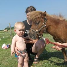 Shetlænder Tallulah