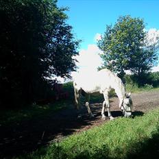 Anden særlig race Savannah R.I.P