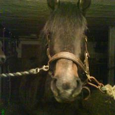 Anden særlig race Twenty (SOLGT) ),: