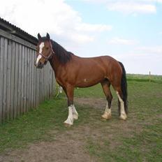 Anden særlig race Hesdalskær`s Victoria