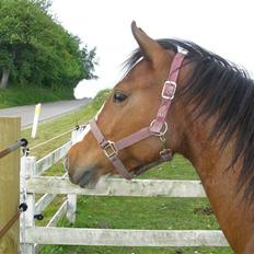 Anden særlig race Hesdalskær`s Victoria
