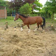 Anden særlig race Hesdalskær`s Victoria