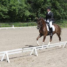 Hollandsk Sportspony Orchids Tigertail  A-pony