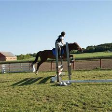 Anden særlig race Alina *R.I.P*