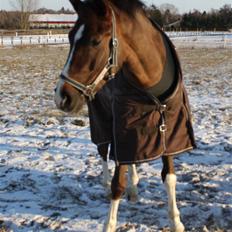 Hollandsk Sportspony Orchids Tigertail  A-pony
