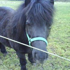 Shetlænder Olga R.I.P In my heart!:(