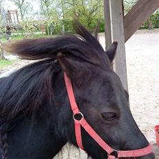 Shetlænder Olga R.I.P In my heart!:(
