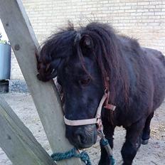 Shetlænder Olga R.I.P In my heart!:(